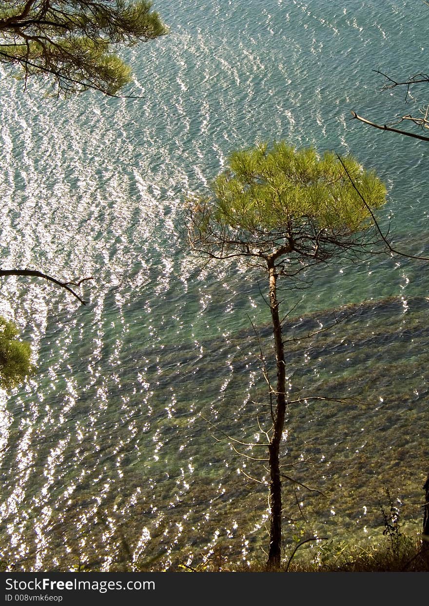 A tree on the steep