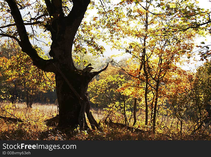 Autumn forest