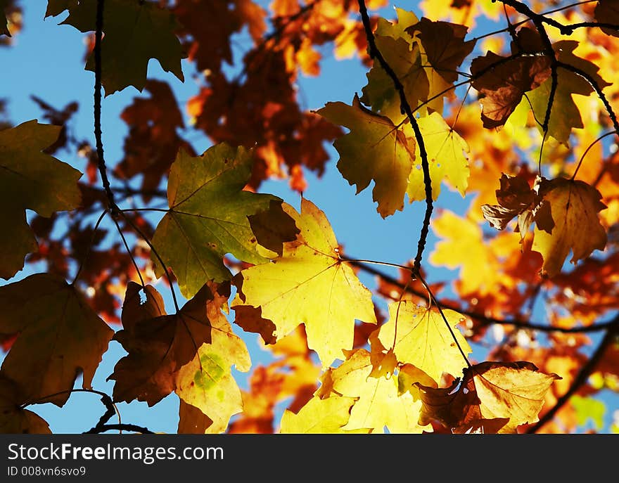 Colorful autumn maple leaves on blue background. Colorful autumn maple leaves on blue background