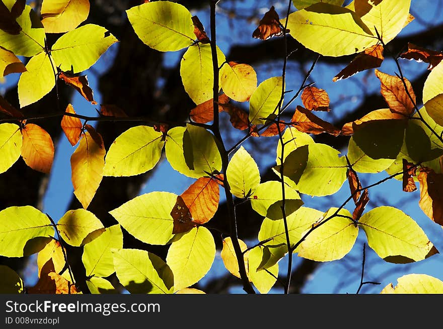 Colorful leaves on the blue. Colorful leaves on the blue