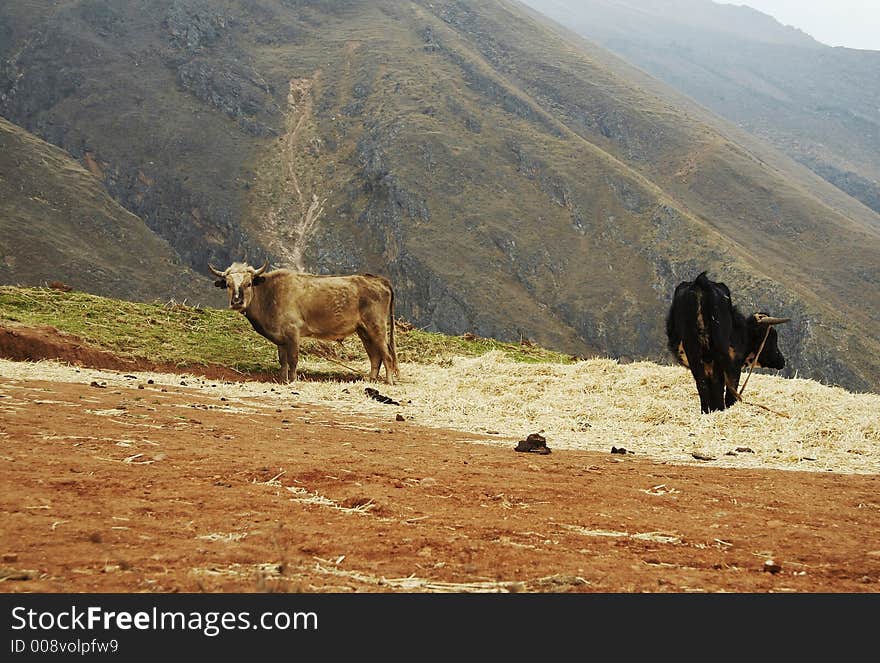 Two cows on the grassland in Peru. Two cows on the grassland in Peru