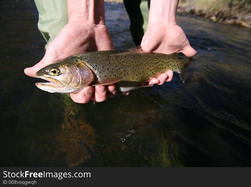 A nice large cutthroat trout caught in the weber river utah where the fish are big like this one #3. A nice large cutthroat trout caught in the weber river utah where the fish are big like this one #3