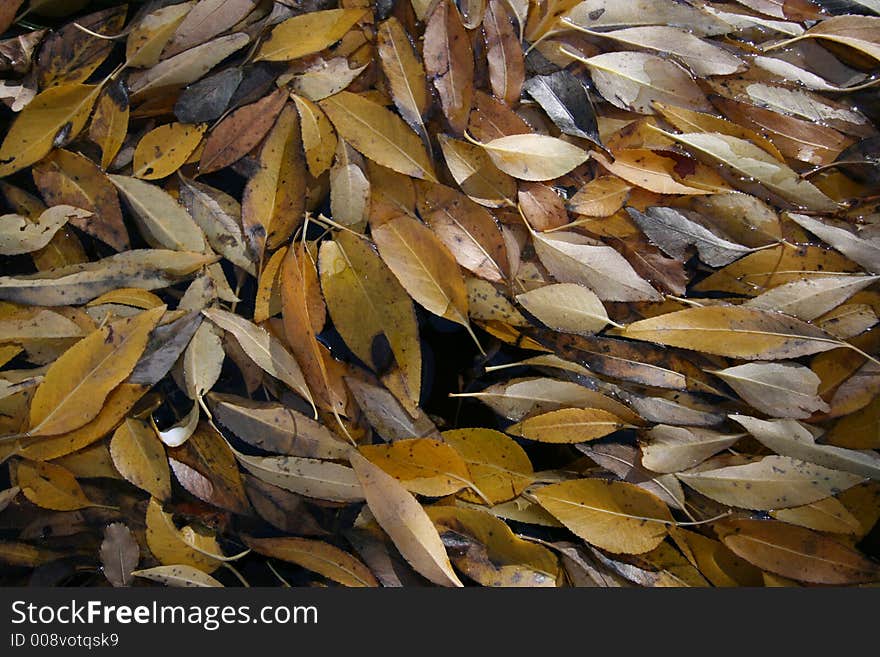 Leaves on the surface of water a lined up in a row. Leaves on the surface of water a lined up in a row