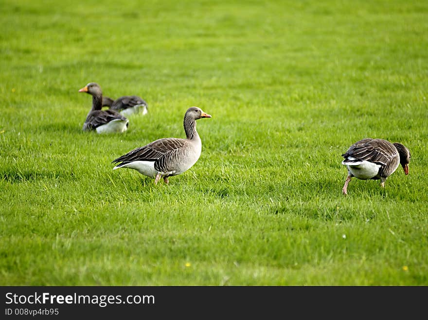 Picture of geese on grass field.