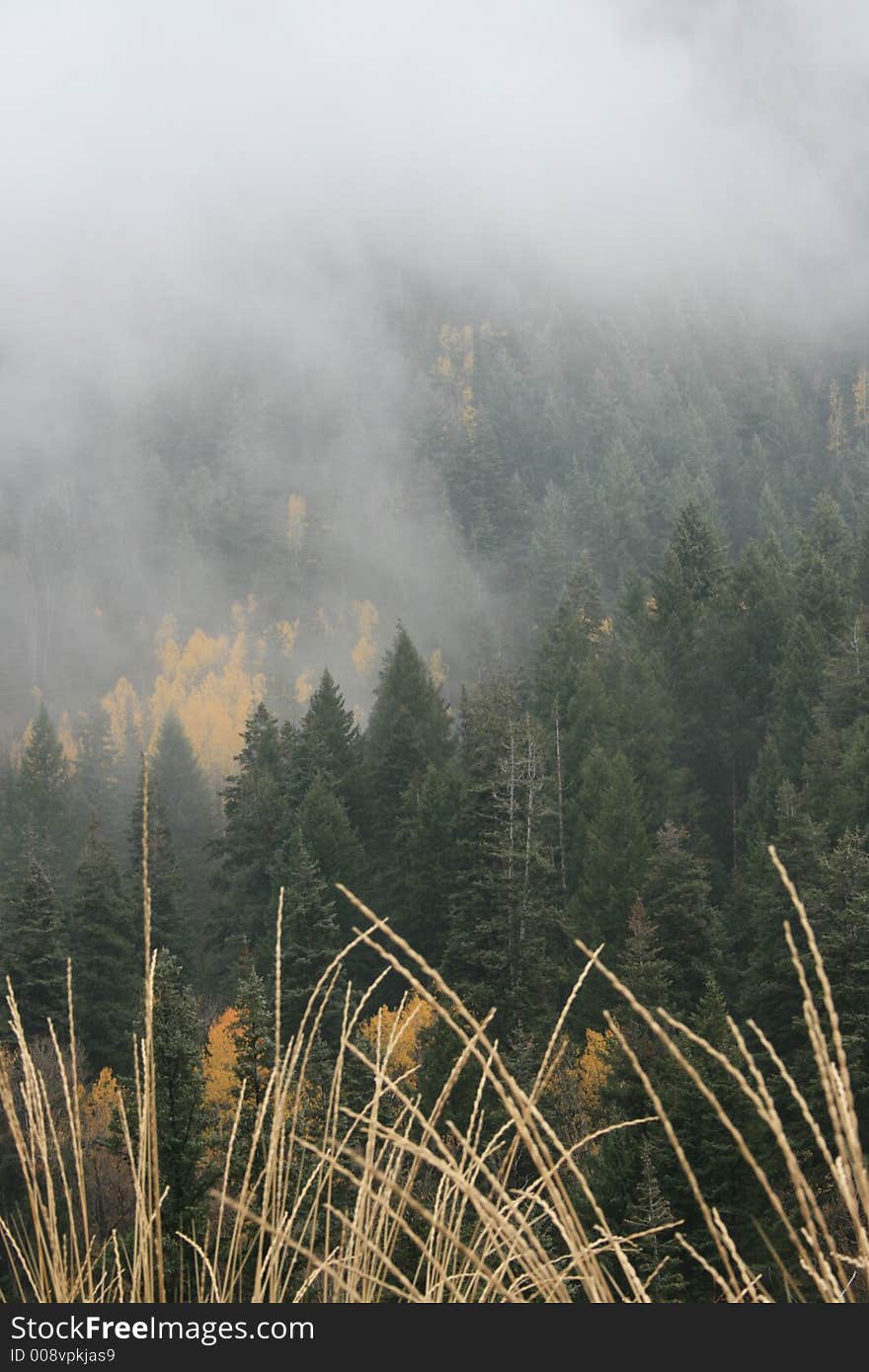 Grass fog and aspens in fall 1