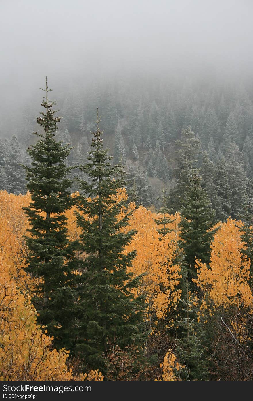 Fall scene in utah with fog and color from aspens and early snow on the pines as the clouds blow away and reveals the snow. Fall scene in utah with fog and color from aspens and early snow on the pines as the clouds blow away and reveals the snow