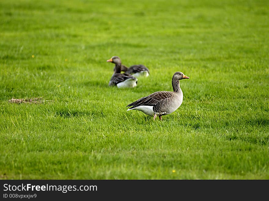 Picture of geese on grass field.