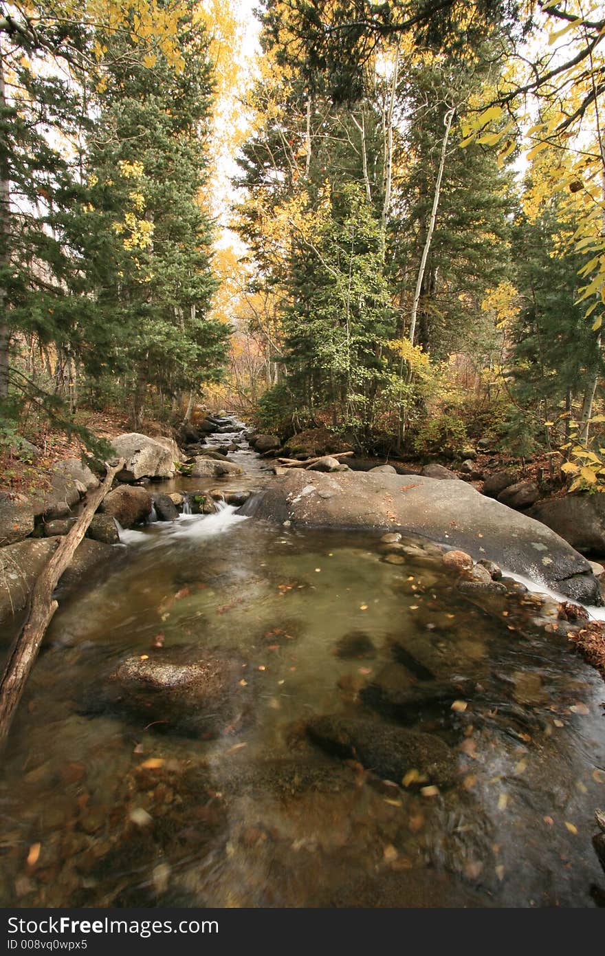 Aspen grove glowing in the backlight in bells canyon utah wide angle view with creek. Aspen grove glowing in the backlight in bells canyon utah wide angle view with creek