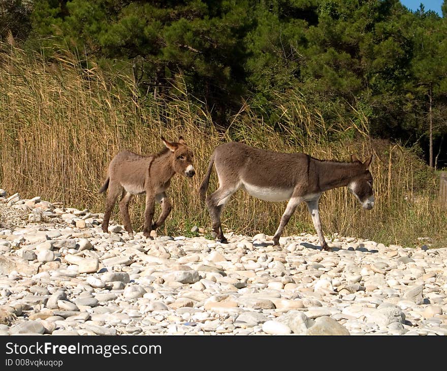 Two donkeys