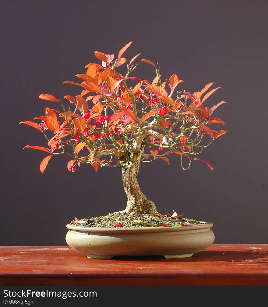 Euonymus bonsai