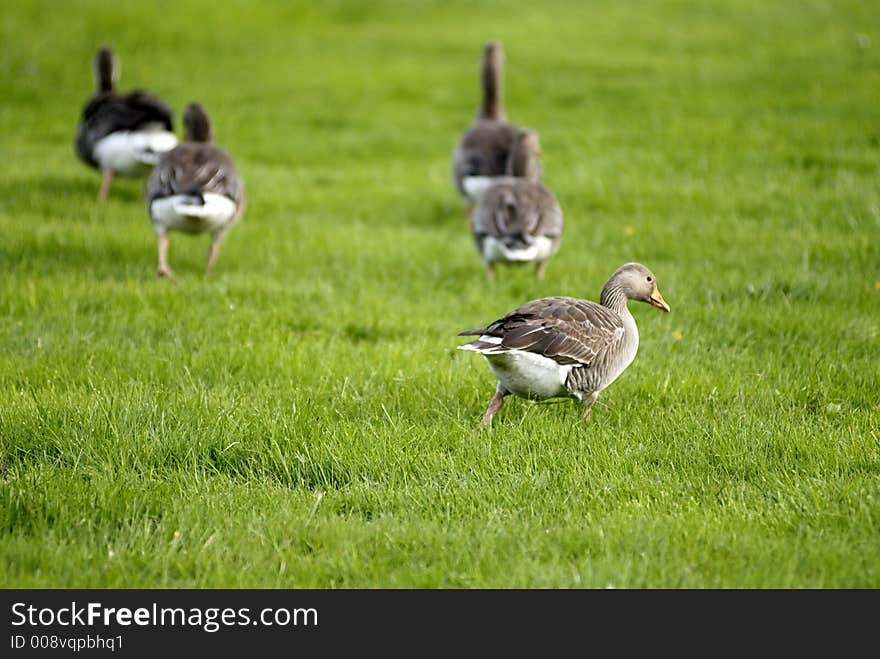 Picture of geese on grass field.