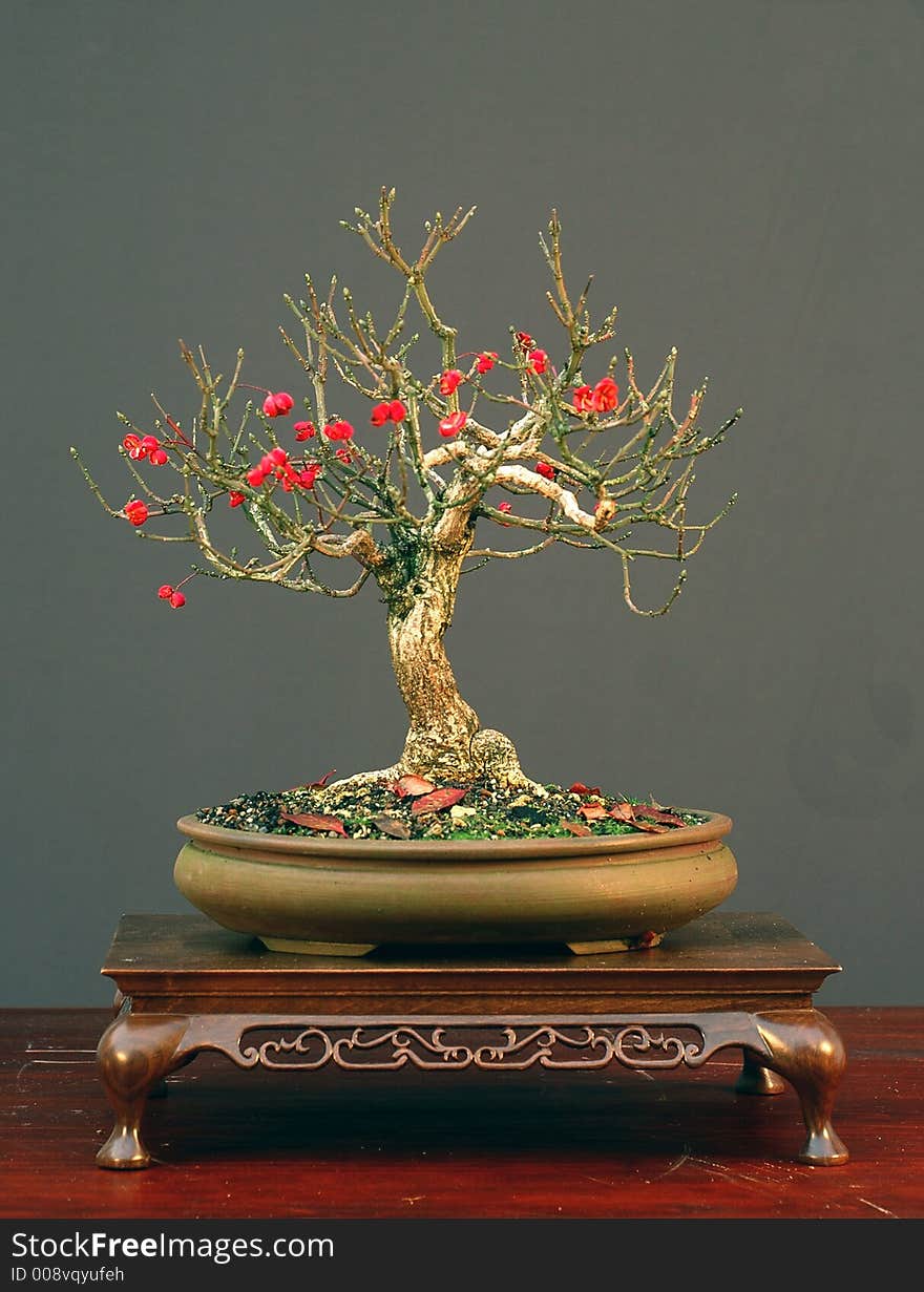 Eonymus bonsai with fruits