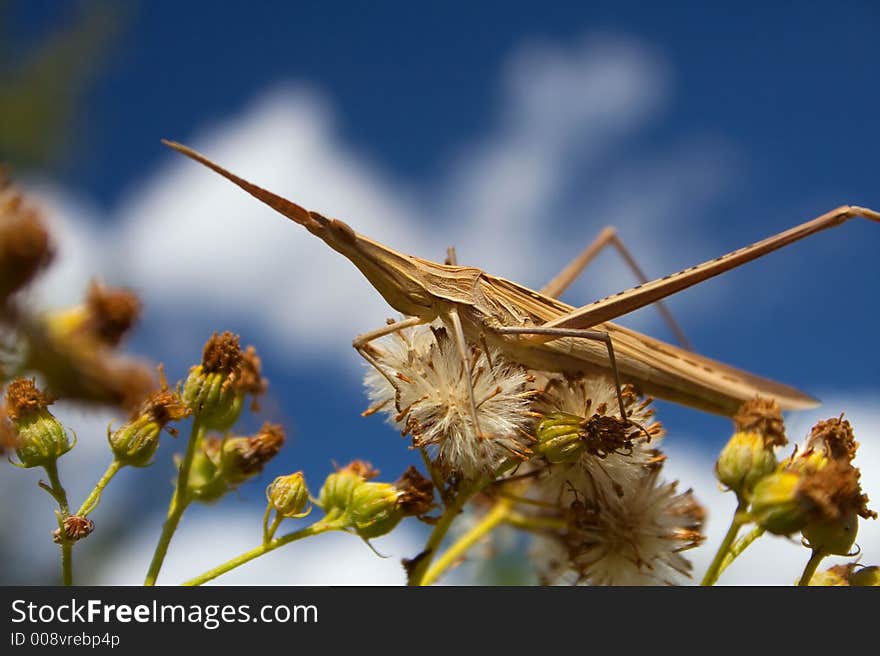 Beautiful insect on a grass, on a background of the sky,entomologu. Beautiful insect on a grass, on a background of the sky,entomologu.