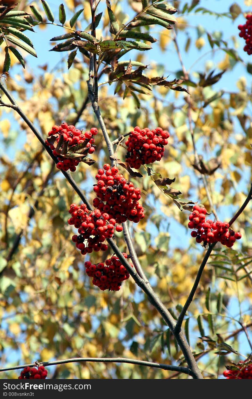 Tree branches with Ashberry Clusters. Tree branches with Ashberry Clusters