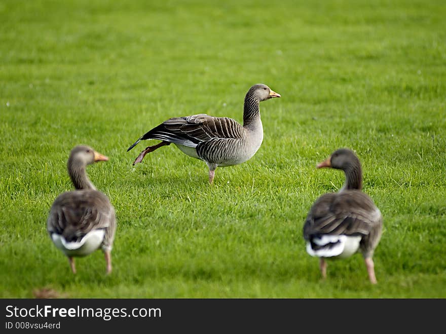 Picture of geese on grass field.