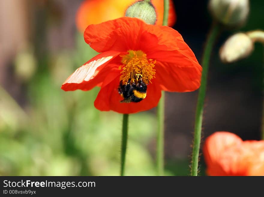 Humblebee and his flower during spring time. Humblebee and his flower during spring time