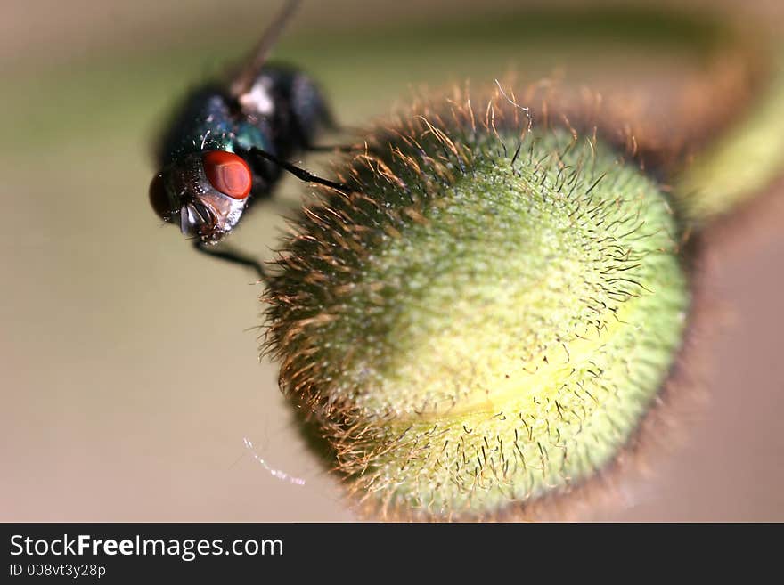 Fly on plant macro shot