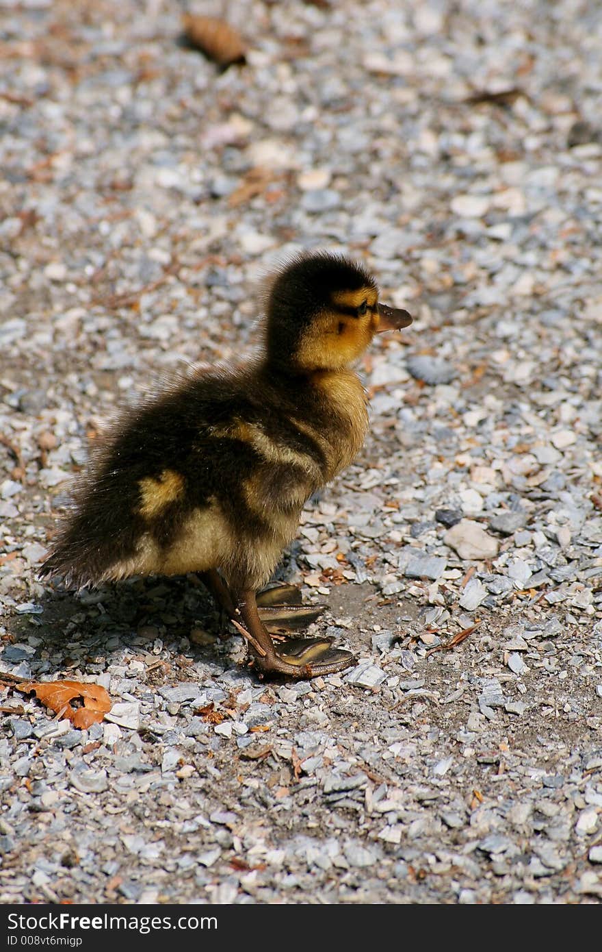 Little baby swan in early morning sun