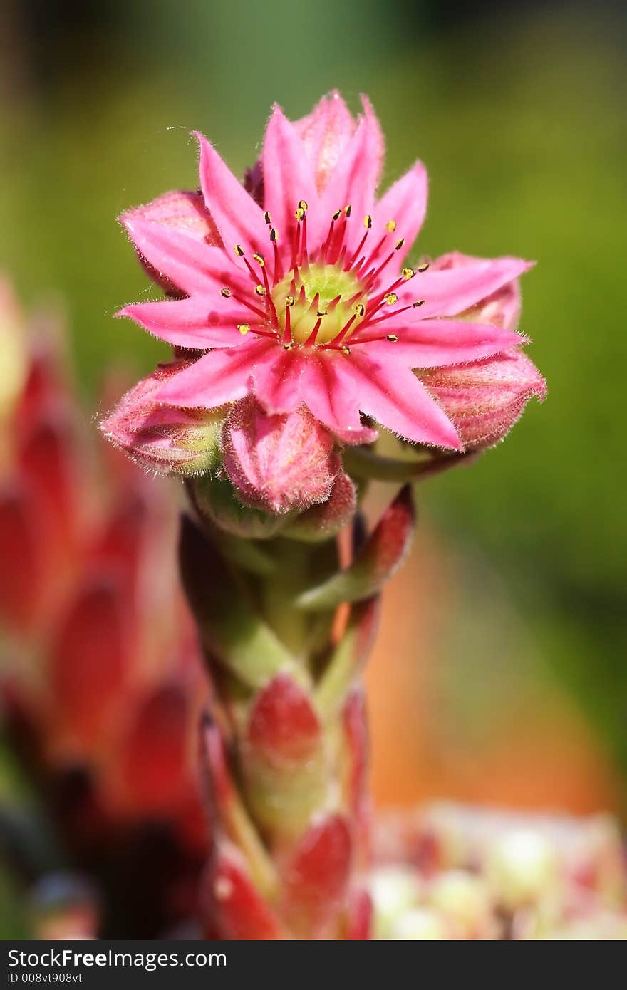 Nice little flower in early sun light