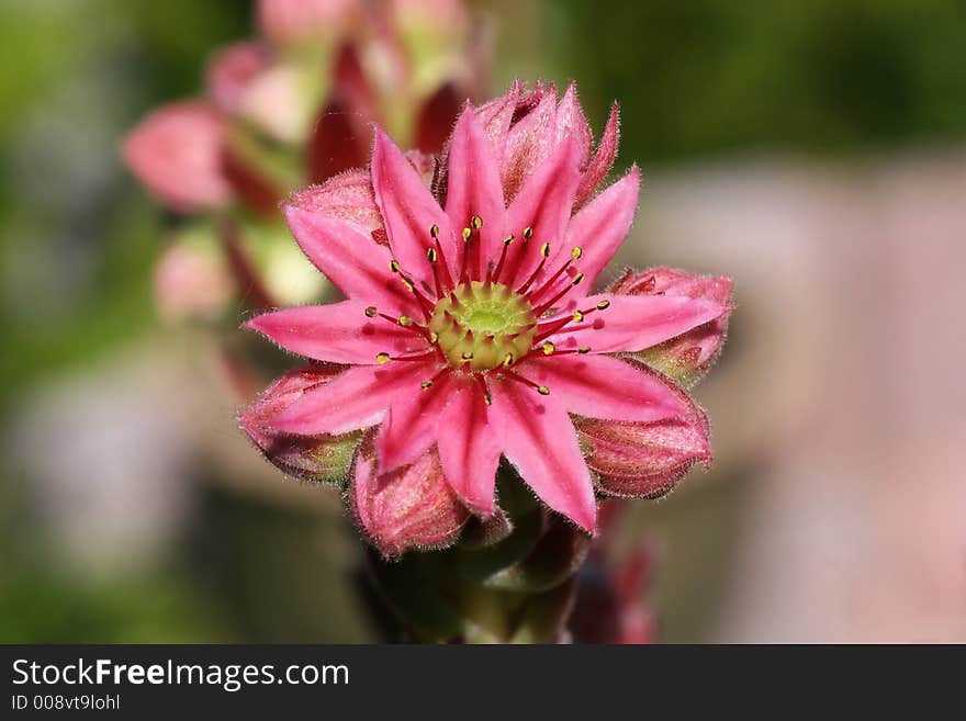 Nice little flower in early sun light