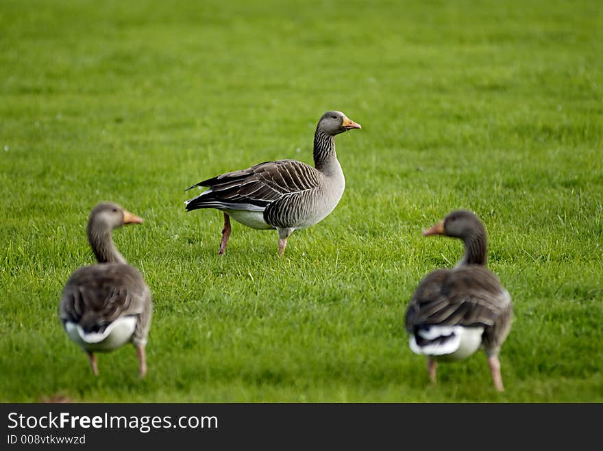 Picture of geese on grass field.