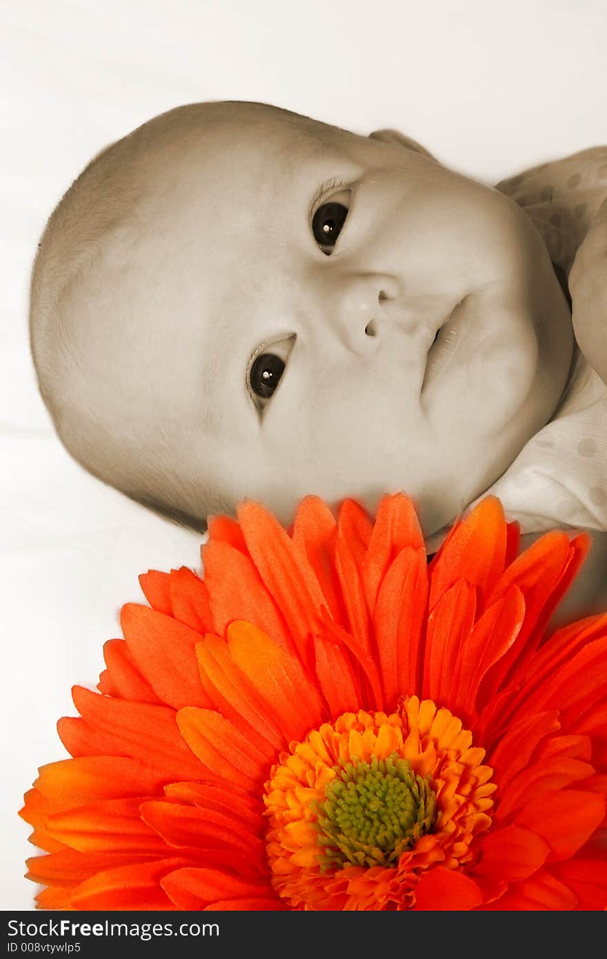 A baby girl lying on her back next to a orange daisy. A baby girl lying on her back next to a orange daisy