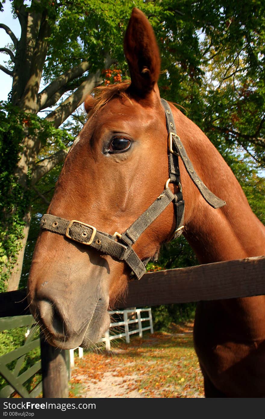 Portrait of a chetnut forse - face. Portrait of a chetnut forse - face