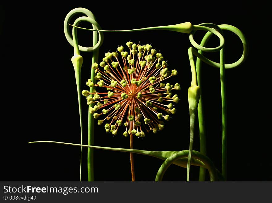 Composition from an inflorescence of an onions and stalks of garlic