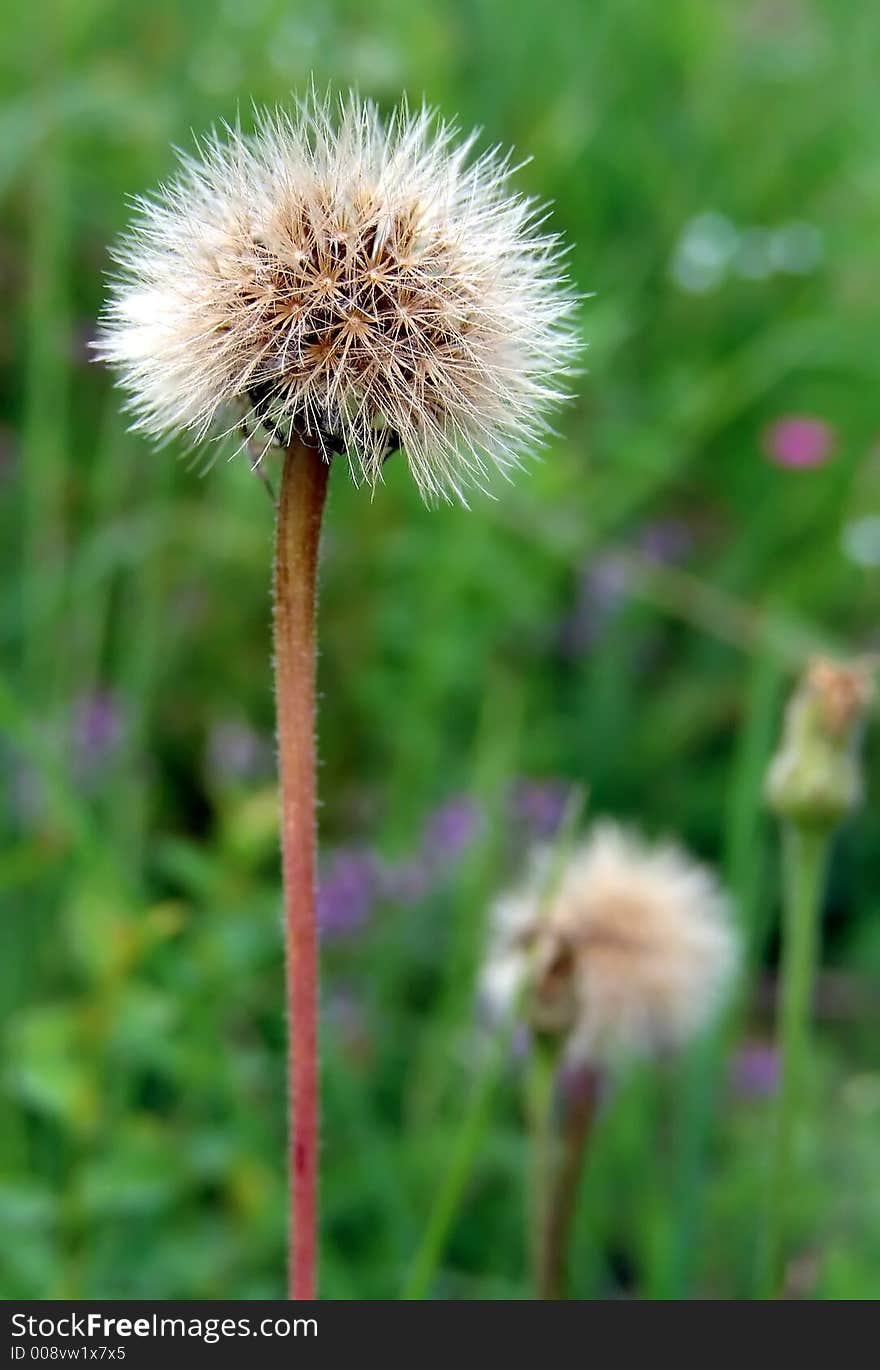 Dry dandelion with green grass in the background