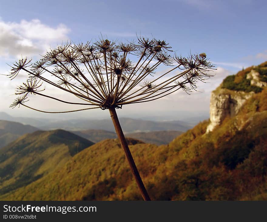 Dry flower and autumn natere scenery in the background