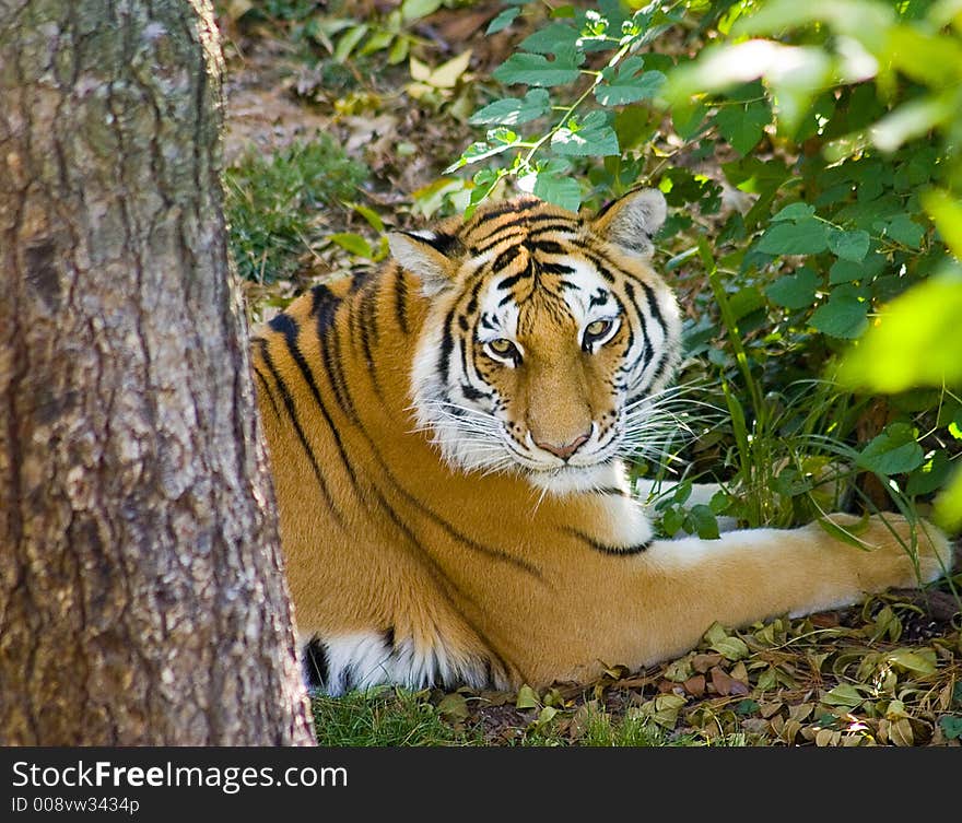 A bangle Tiger lying near a tree.