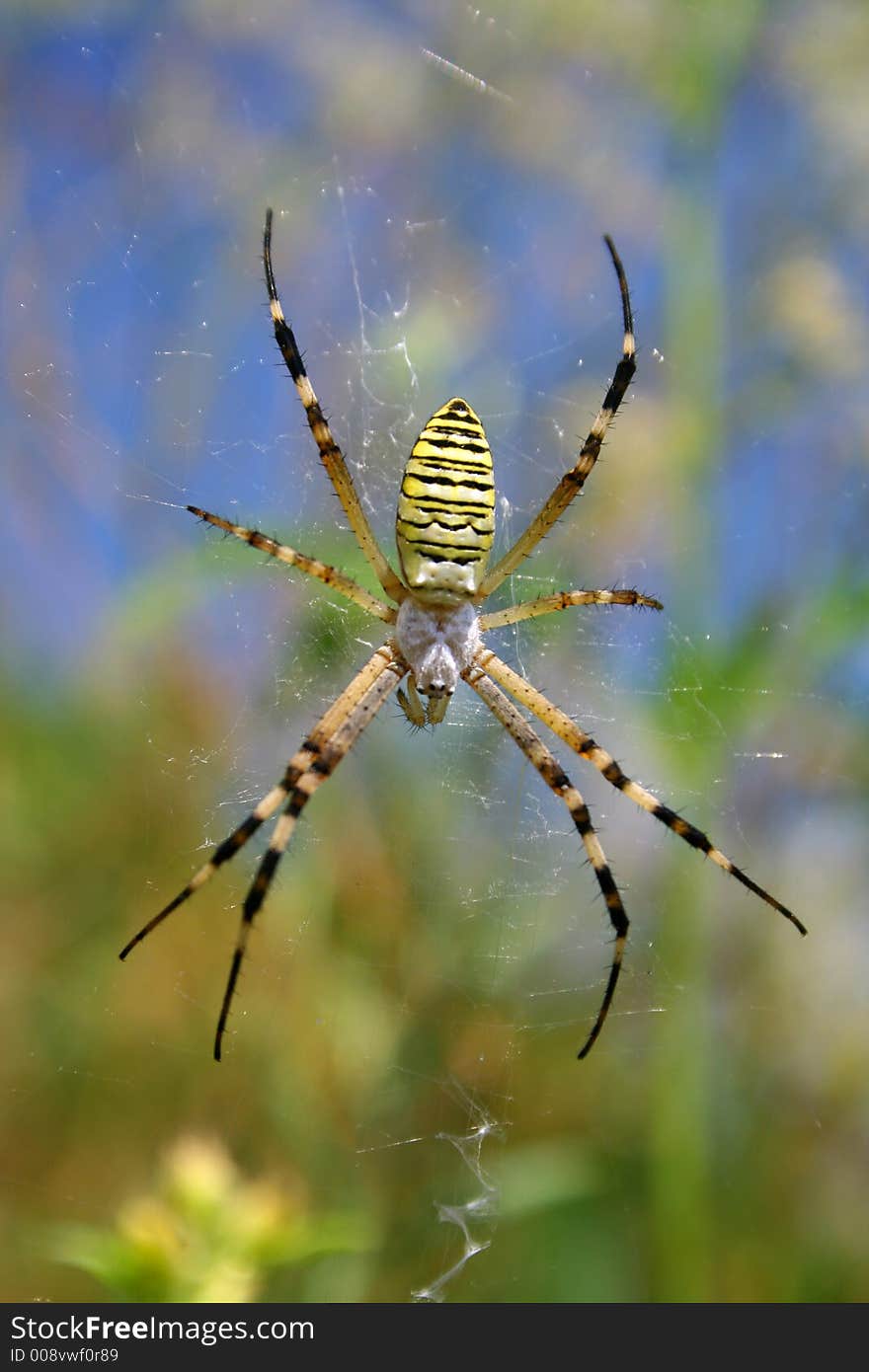 Yellow spider on a web. Yellow spider on a web.