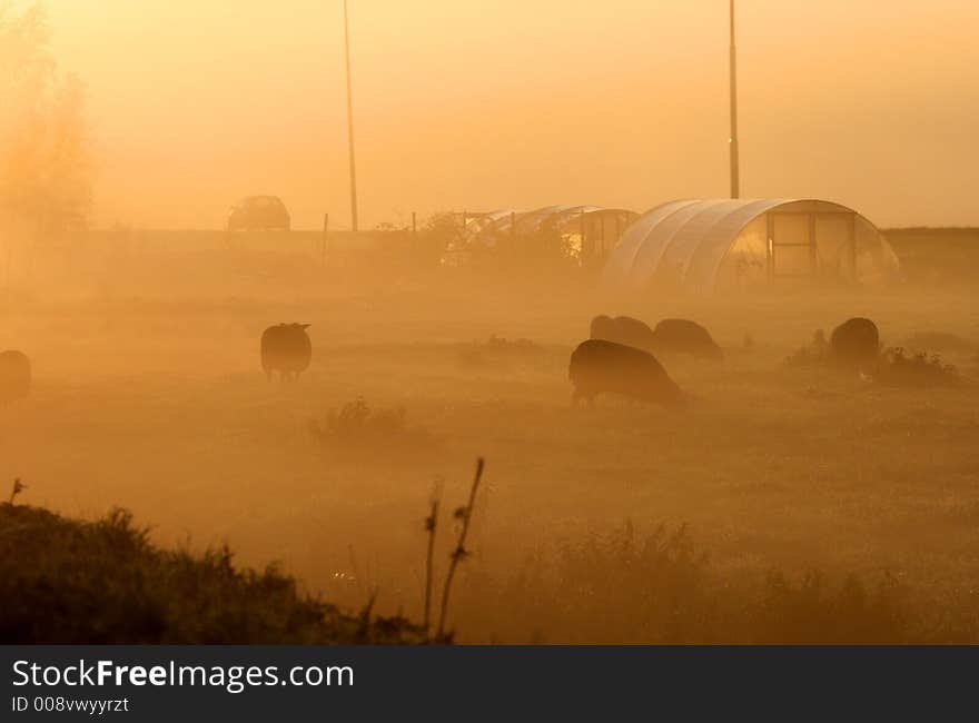 Landscape In Mist