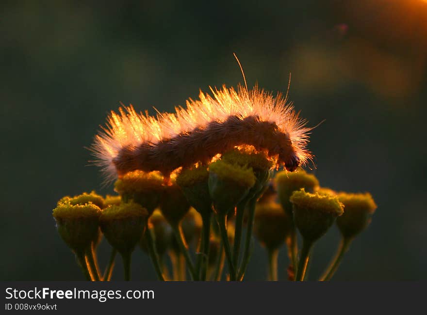 Caterpillar And Gold.