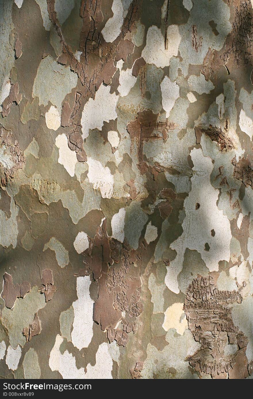 Camouflage like bark in a tree. Camouflage like bark in a tree