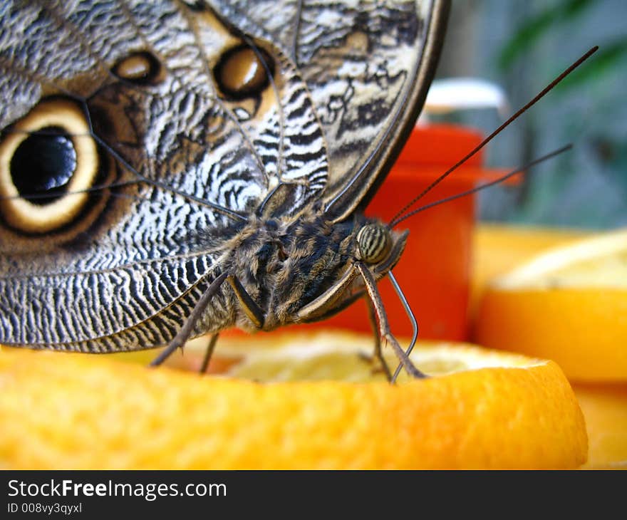 Butterfly On Orange Slice