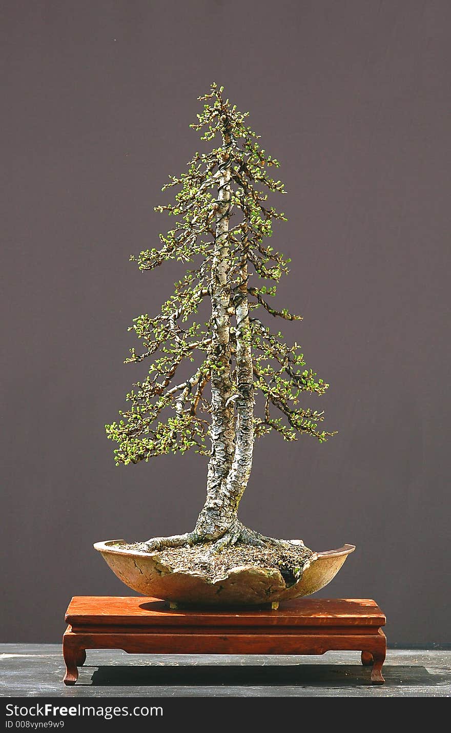 European larch, Larix decidua, 60 cm high, about 100 years old, collected in Italy, styled by Walter Pall, twin trunk, picture 4/2006. European larch, Larix decidua, 60 cm high, about 100 years old, collected in Italy, styled by Walter Pall, twin trunk, picture 4/2006