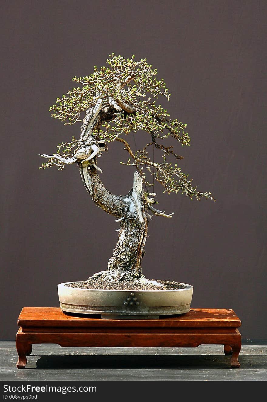 Larch Bonsai