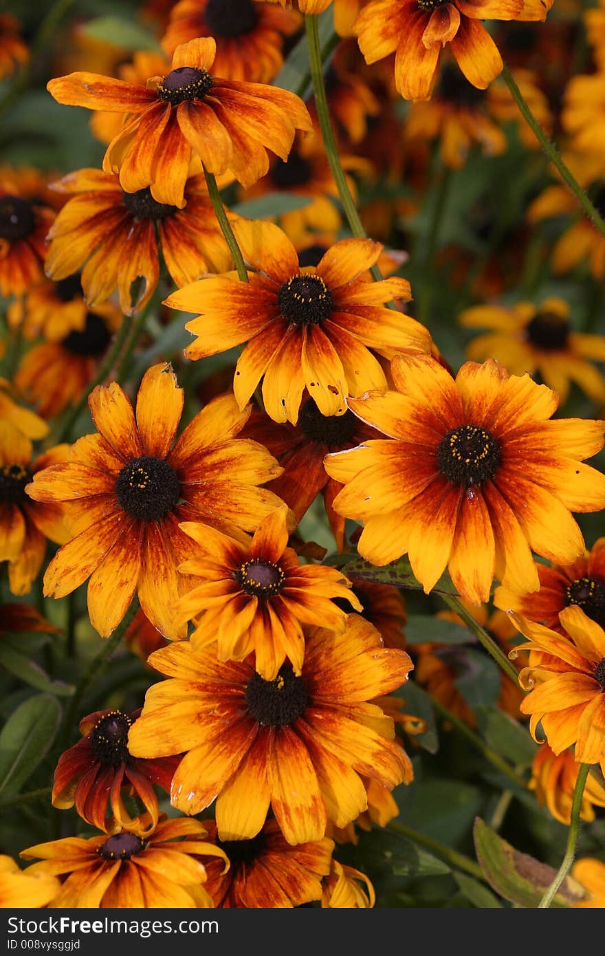 Yellow And Red Flowers