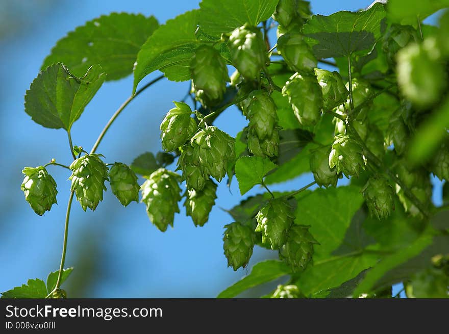 Hop fruit is ready for harvesting. Hop fruit is ready for harvesting