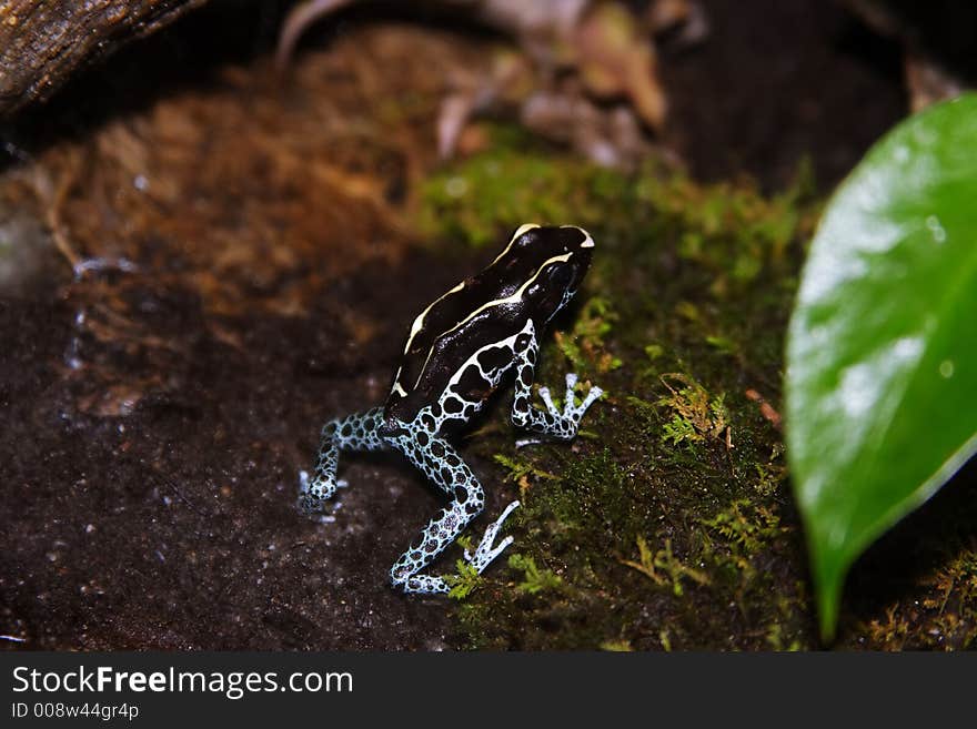 Black Frog With Blue Feet