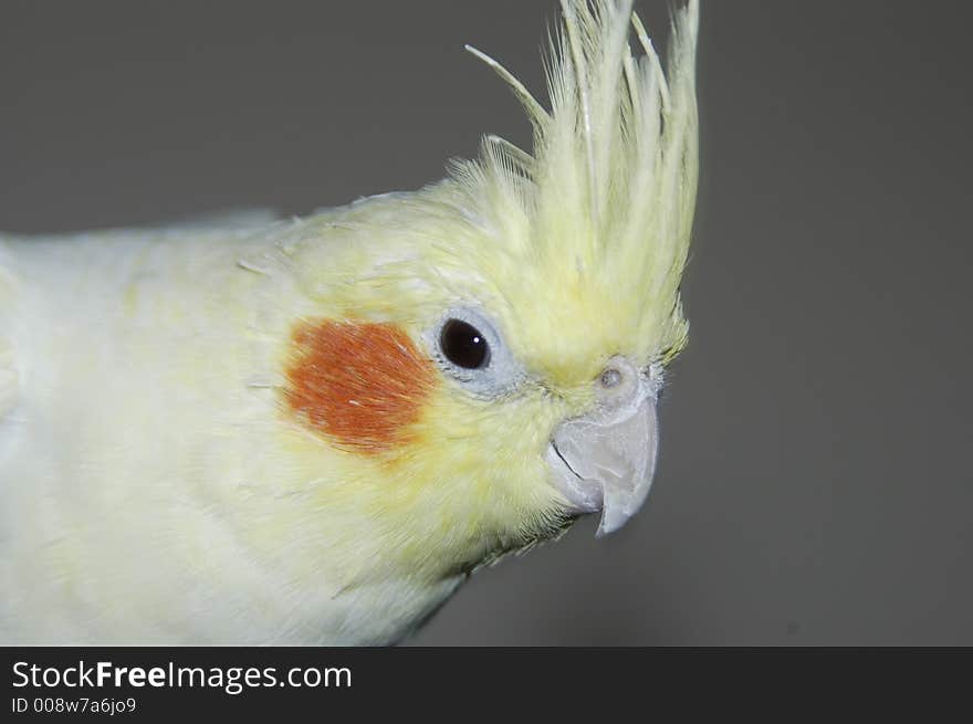 Yellow White Cockatiel