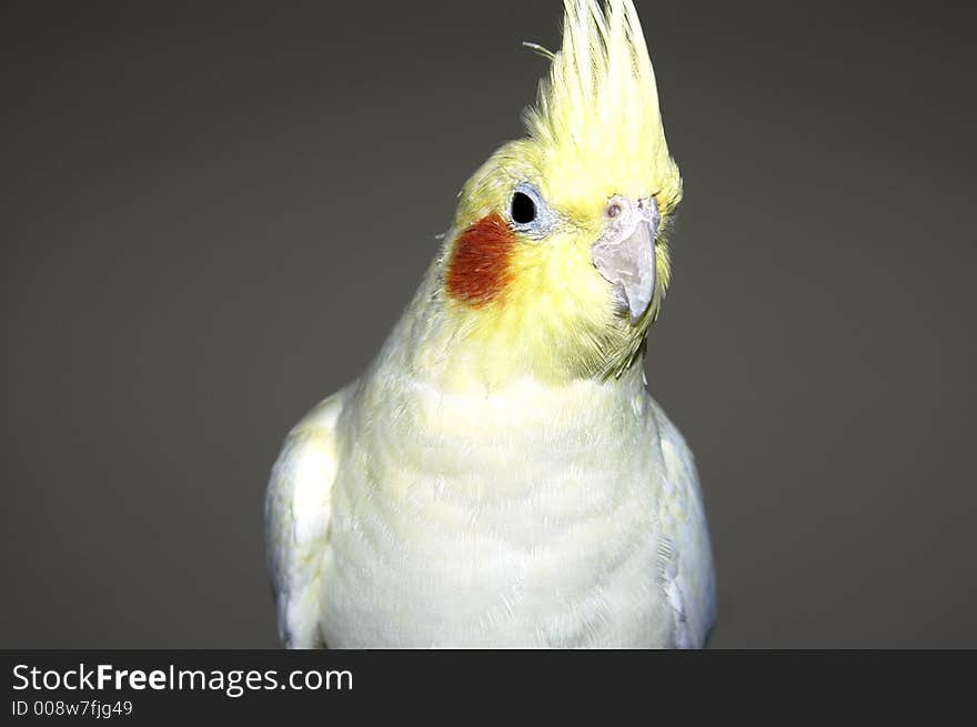 Yellow White Cockatiel