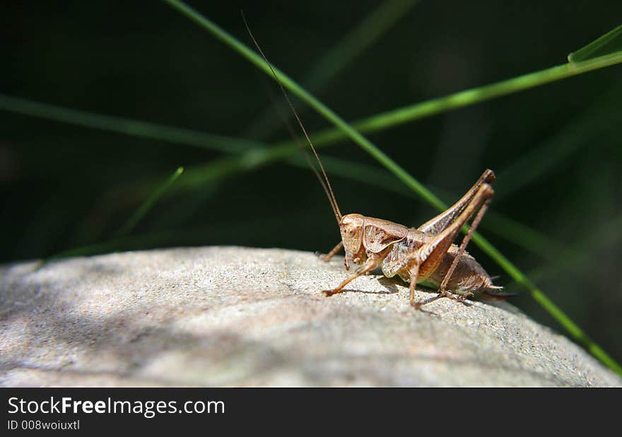 Close up of a grasshopper