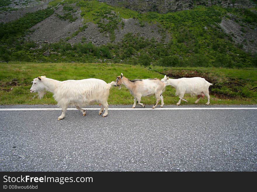 Three goats along the road. Three goats along the road