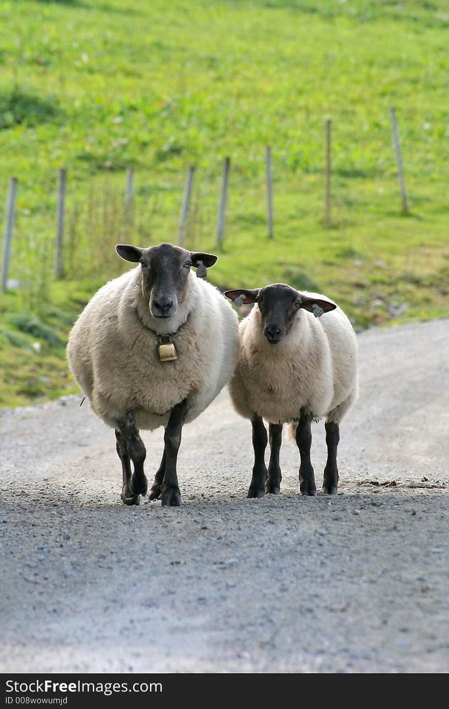 Two sheeps along the road. Two sheeps along the road