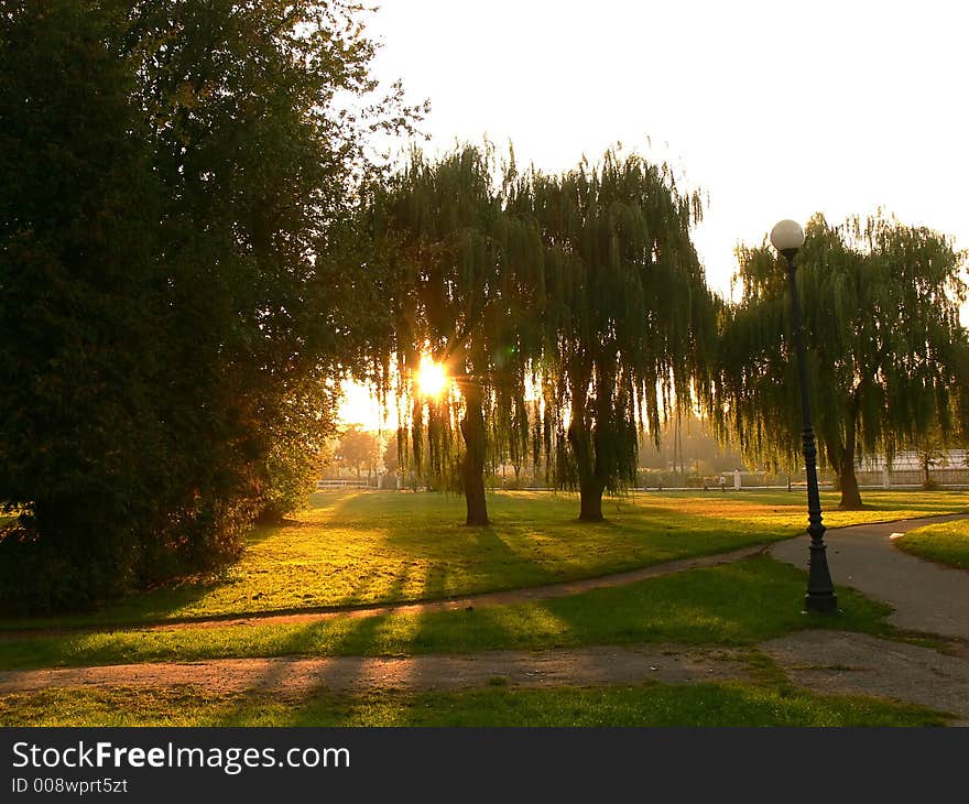 Backlit trees in the park at sunset. Backlit trees in the park at sunset