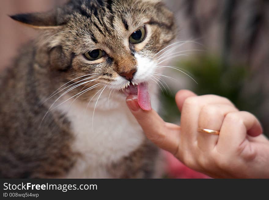 I like spread cheese! Kuzia - senior cat (12 y.o.)