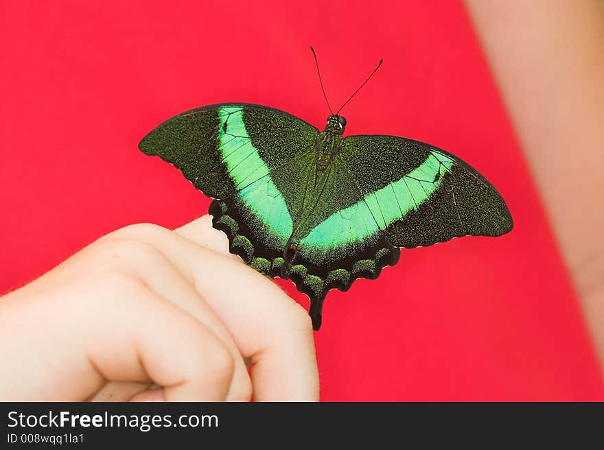 Papilio Palinurus (Green-banded Peacock Swallowtail)