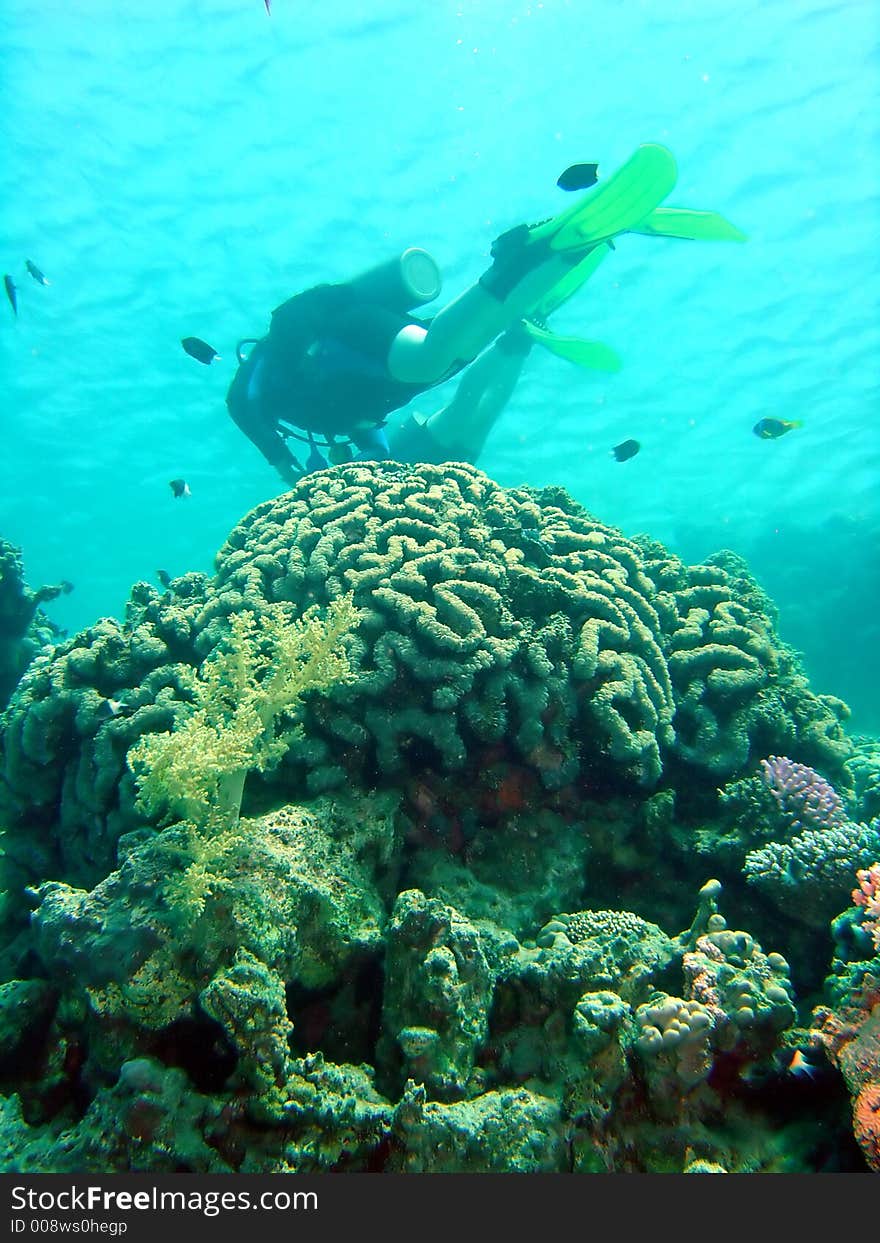 Diver swims over coral head. Diver swims over coral head